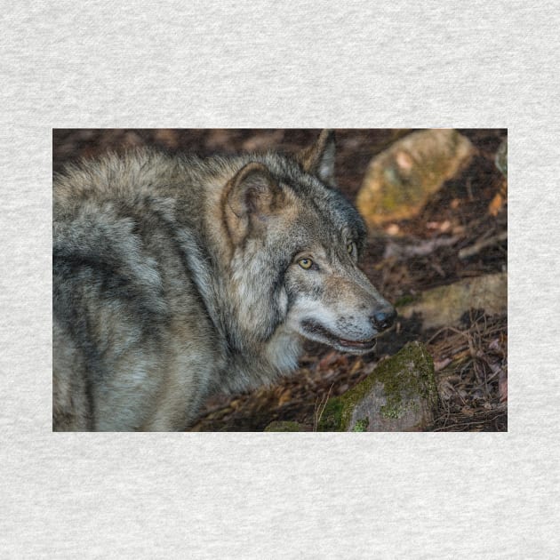 Timber Wolf by jaydee1400